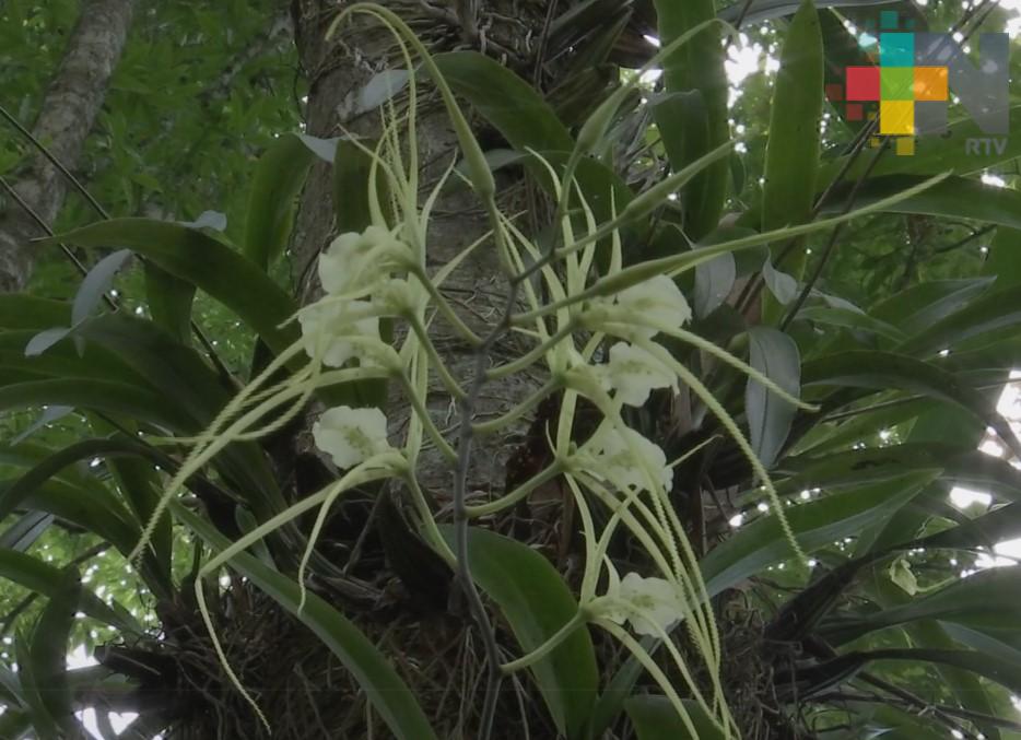 En Xalapa realizan foro “Plantas epifitas: diversidad, ecología y conservación”
