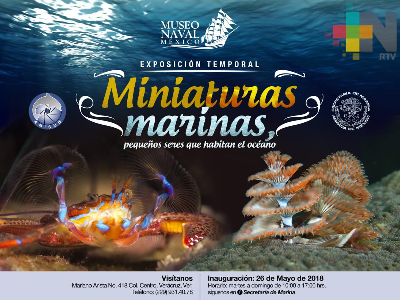 Llega a Veracruz la exposición «Miniaturas marinas, pequeños seres que habitan el océano»