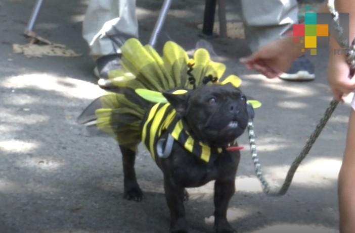 Adoptar un perro en vez de tener un hijo ha beneficiado a las tiendas de mascotas