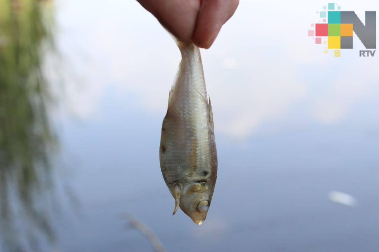 Aparecen peces muertos en laguna de Geo Villas