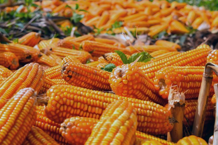 Insuficiente producción de 26 millones de toneladas de maíz en México