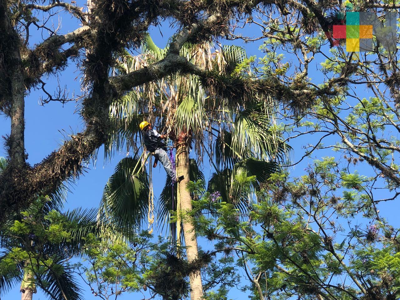 Aplican tratamiento fitosanitario a palmeras del parque 21 de Mayo en Córdoba
