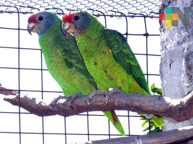 Ambientalistas de Coatzacoalcos exigen a la Profepa detenga venta de animales en peligro de extinción