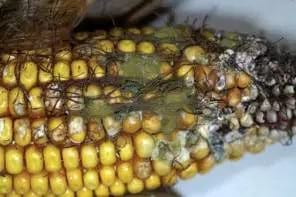 Aflatoxinas, sustancias cancerígenas que consumimos a diario