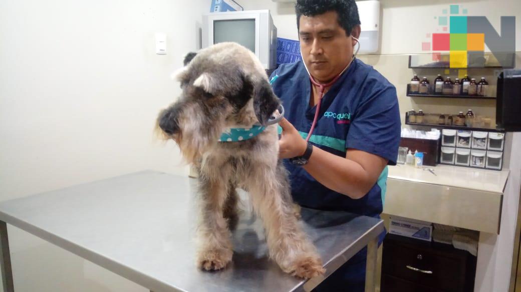 Veterinario advierte de golpes de calor en las mascotas