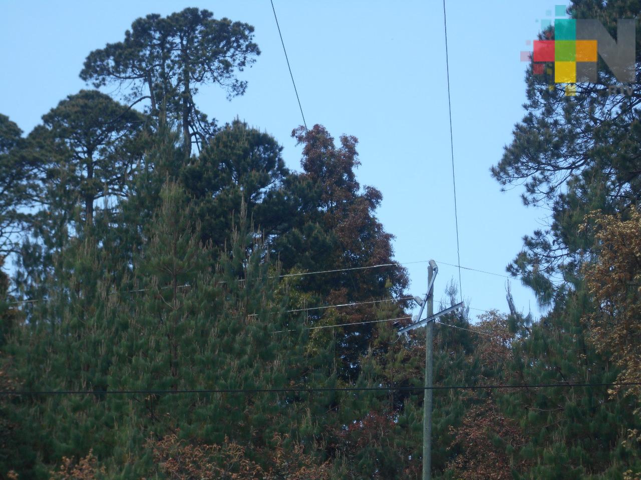 CFE sin dar respuesta a problemática de redes eléctricas en Huayacocotla