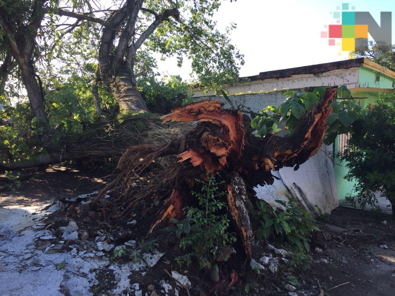 Lluvias deja árboles caídos, deslaves y socavones en municipio de Córdoba