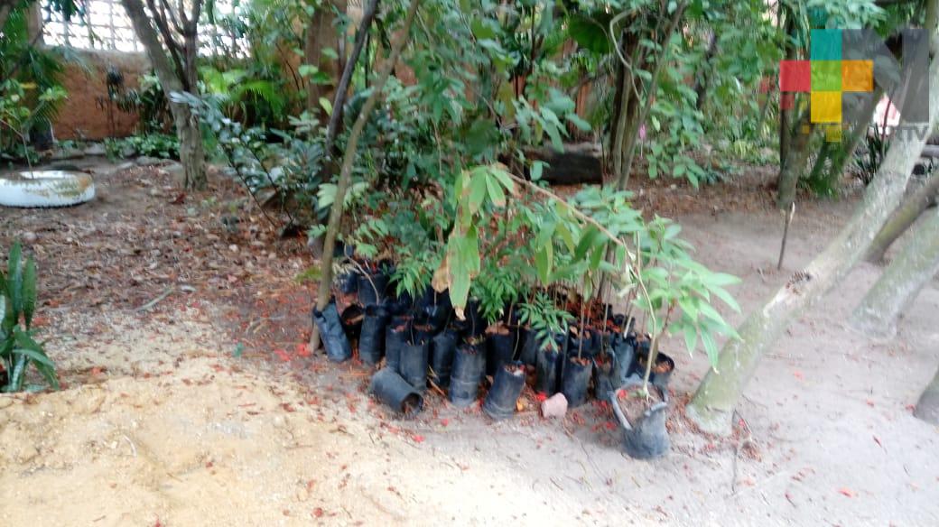 Ante ola de calor, ambientalistas piden plantar arboles en Coatzacoalcos
