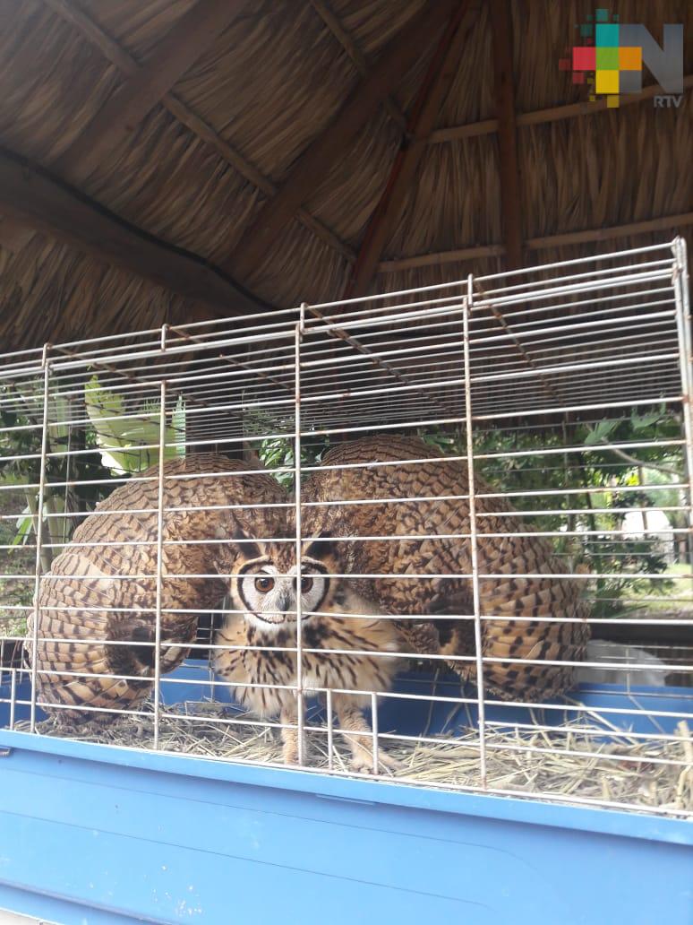 Regresan a su hábitat a búho cara blanca rescatado en la Riviera Veracruzana