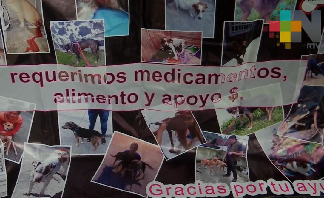Organizan carrera “Una patita de ayuda” a favor de albergues de animales