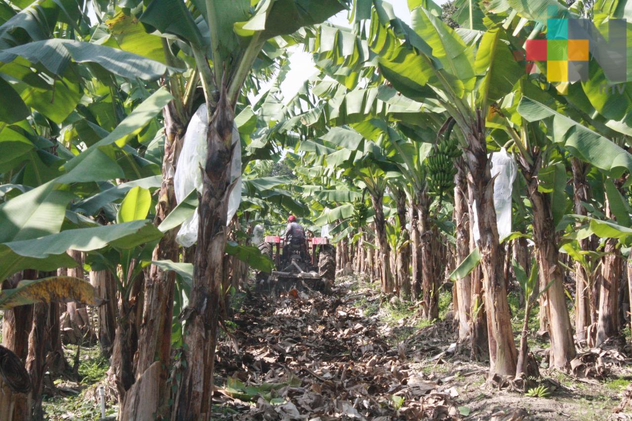 Paro de productores de plátano en San Rafael; exigen precio razonable por su producto 