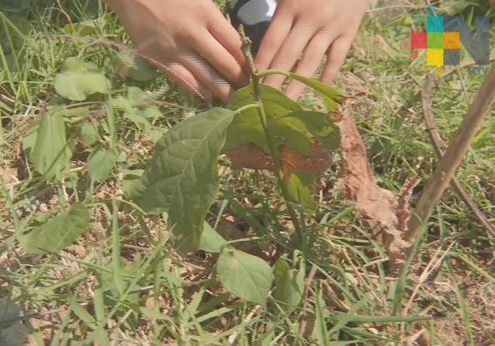 Con siembra de árbol conmemoran el Día Mundial del Medio Ambiente