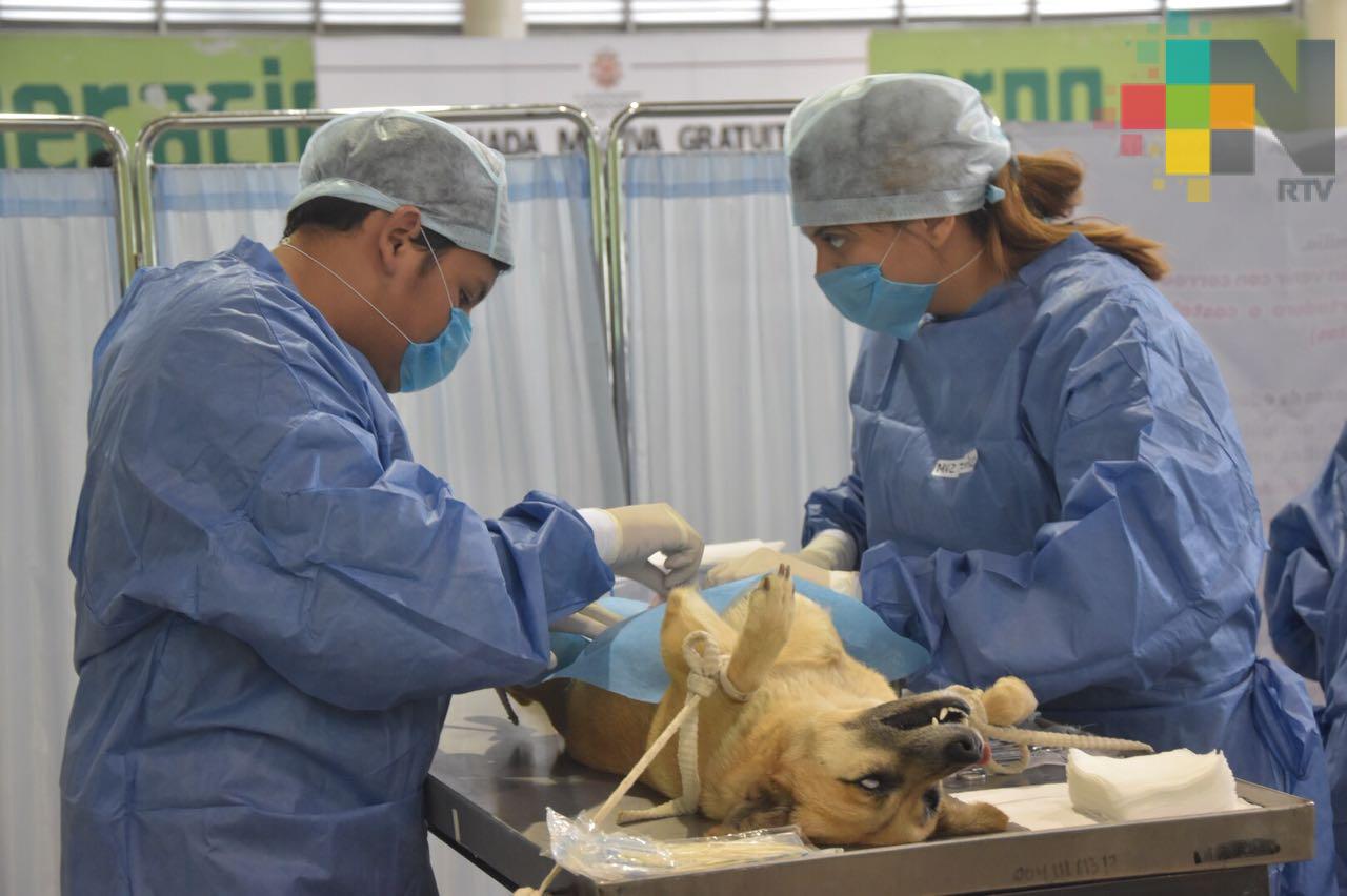 Realizarán campaña de esterilización para perros y gatos en municipio de San Rafael