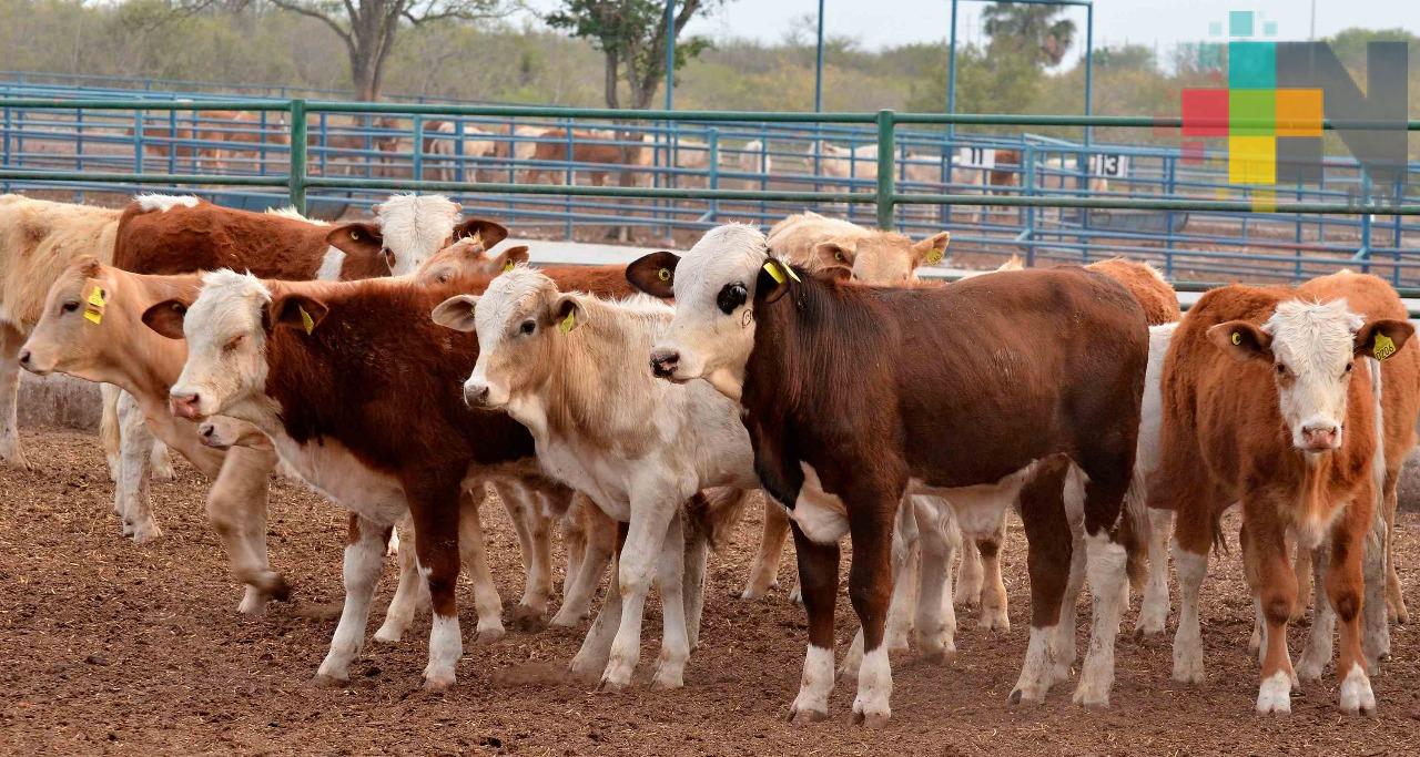 Se reduce el delito de abigeato en Coatzacoalcos