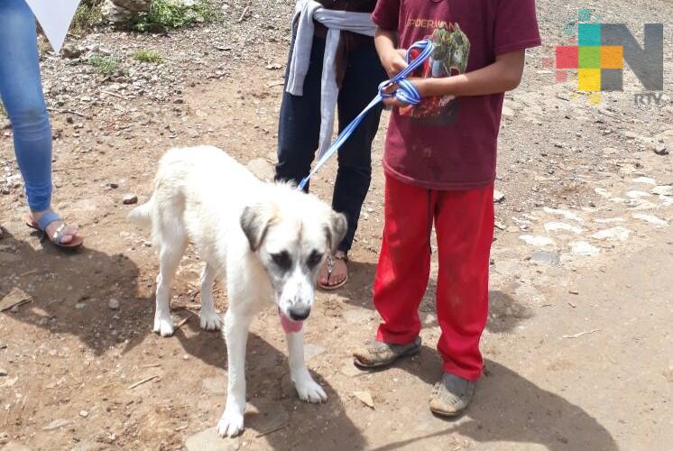 Aumenta cultura de adopción de perros y gatos en la ciudad de Córdoba