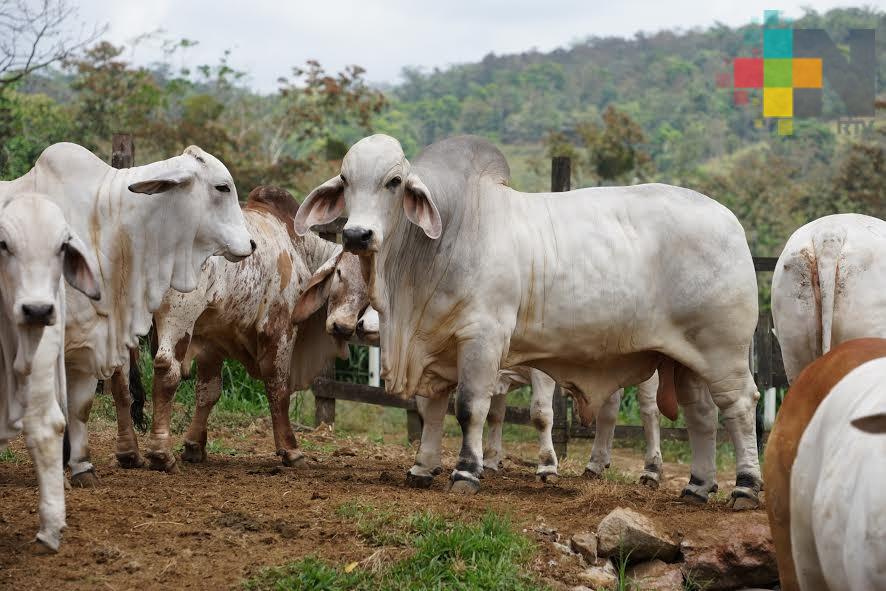Se registran pérdidas de ganado en la zona norte de Veracruz