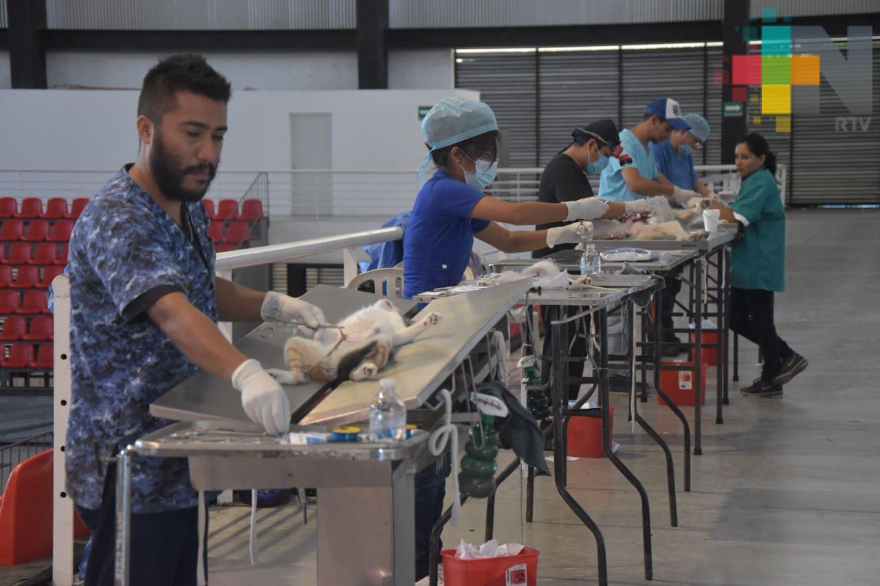 Realizan tercer jornada de esterilización de mascotas en Córdoba