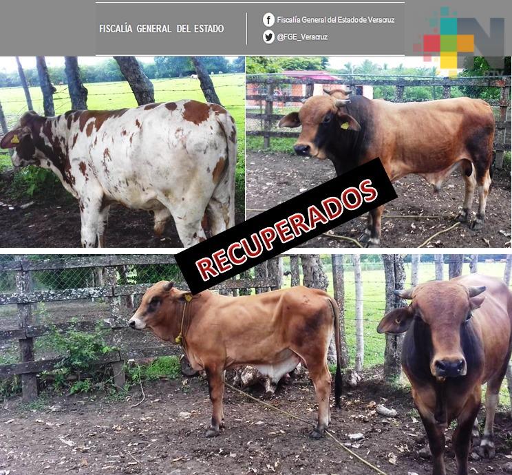 Recupera Policía Ministerial cabezas de ganado robado, en Santiago Tuxtla