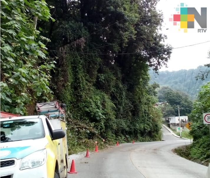 Por lluvias se registra caída de árboles en carretera Xalapa a Misantla