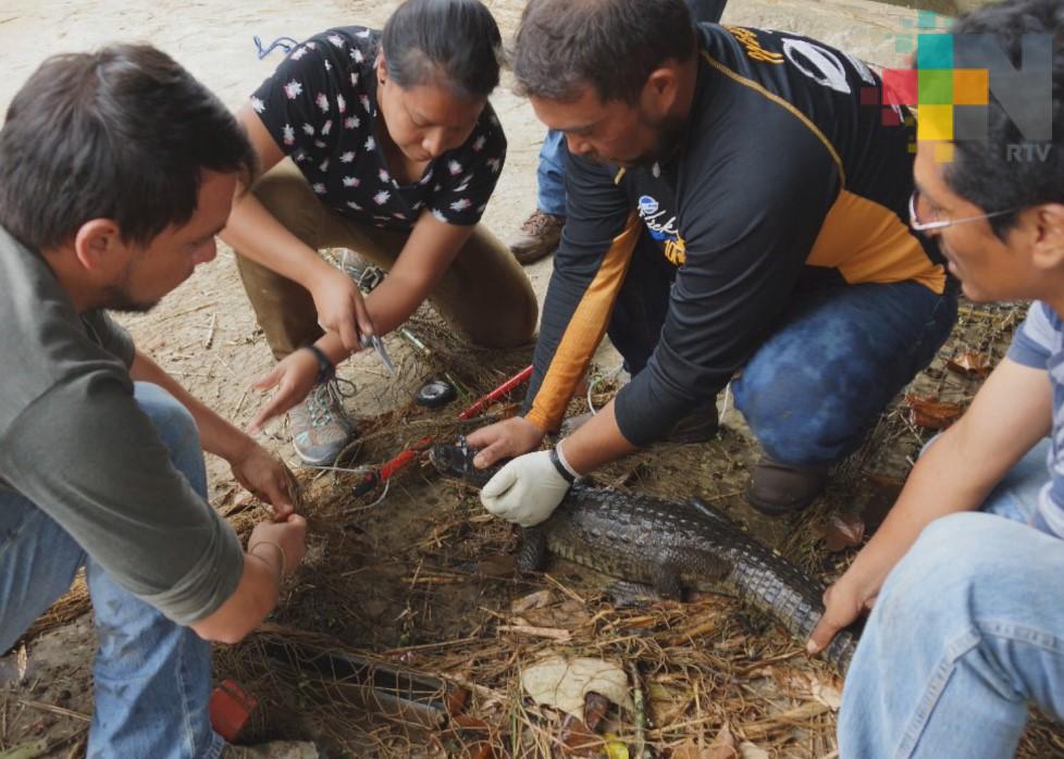 Encuentran cocodrilo en Los Lagos de la USBI, en Xalapa