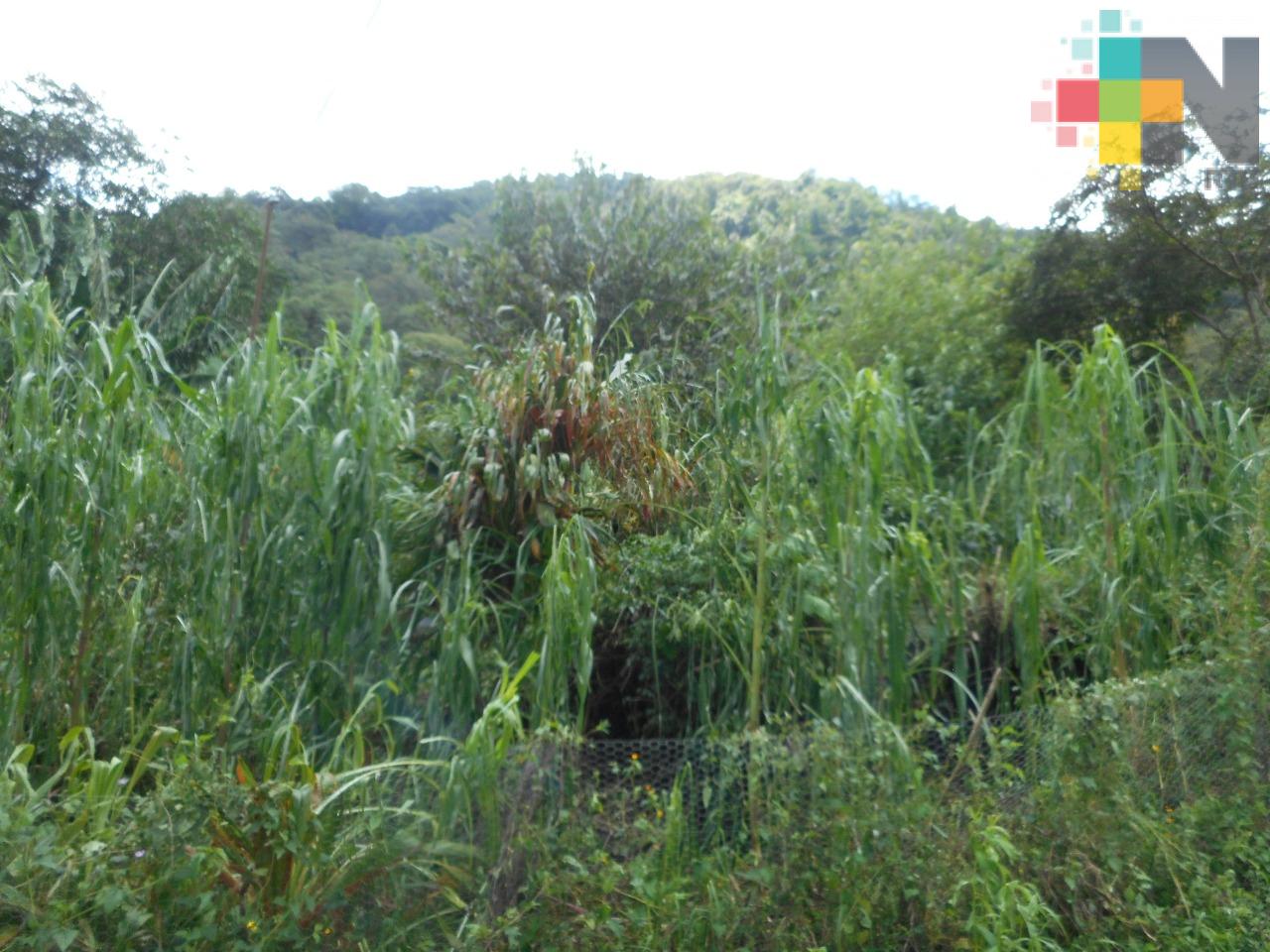 Exhortan a sumar esfuerzos para recuperar campos de cultivo afectados por lluvias