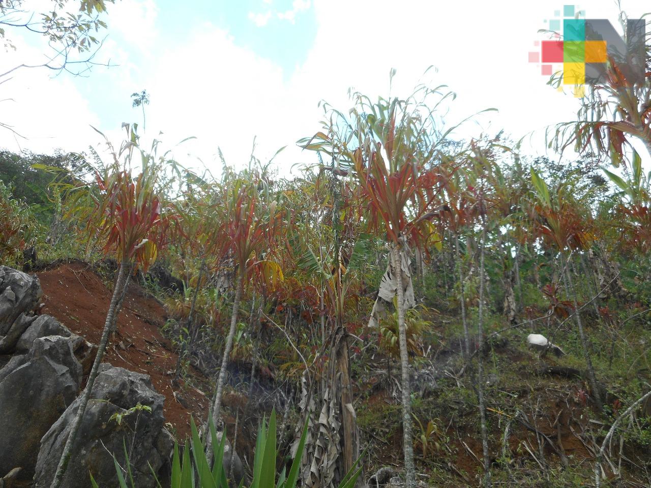 Lluvias del jueves pasado afectaron a 150 hectáreas de cultivos en Ixhuatlán del Café