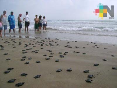 En Tuxpan liberan crías de tortuga lora
