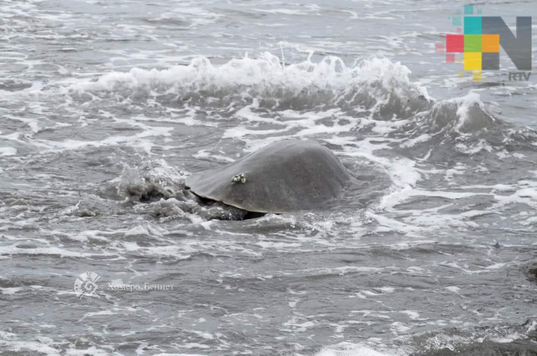 Continúa desove de tortugas en el litoral del Golfo de México