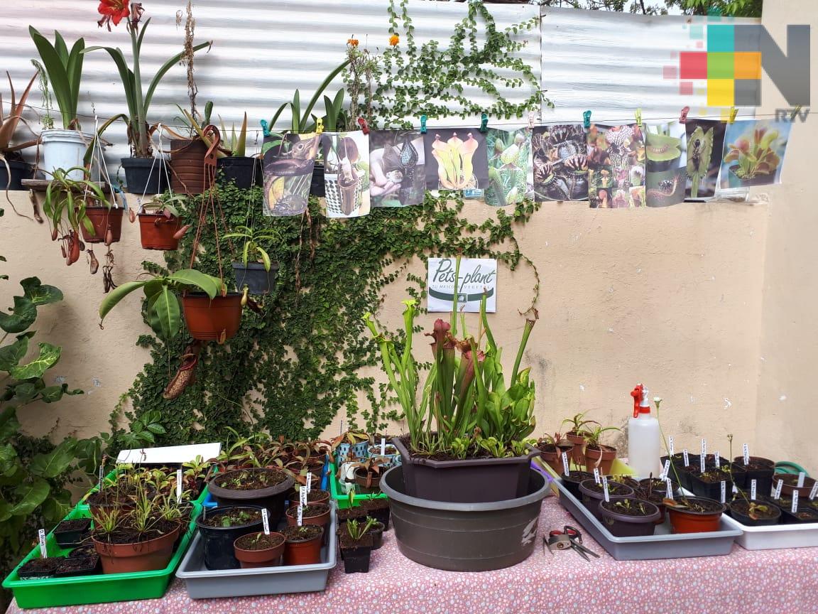 Aumenta interés para adquirir plantas carnívoras en Veracruz