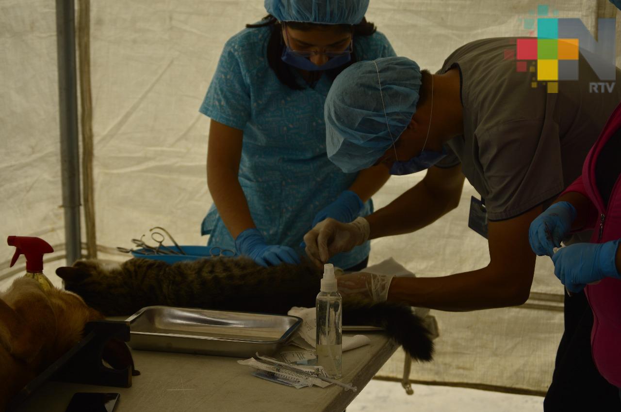 Esterilizan a más de 60 animales domésticos en Ixtaczoquitlán