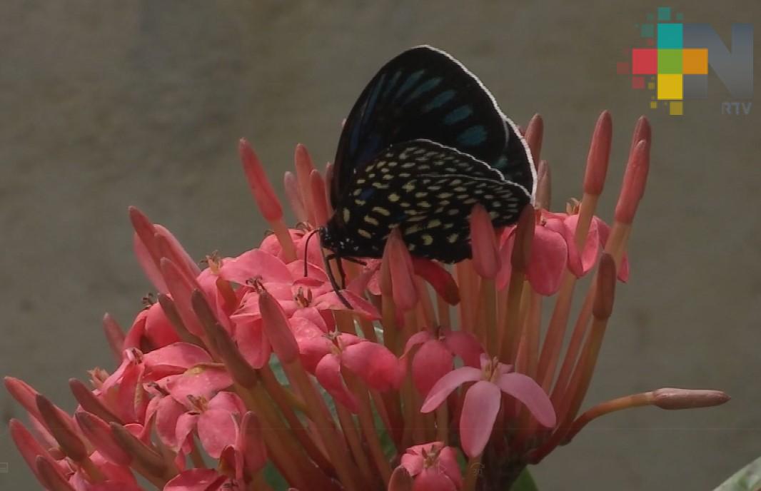 Realizará Inecol curso sobre el manejo de mariposas