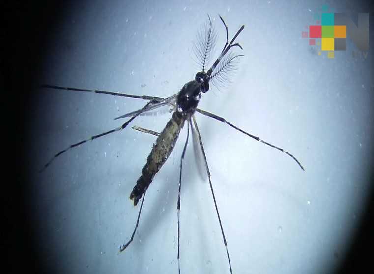 Redoblar cuidado en depósitos de agua por lluvias para evitar al mosco transmisor de dengue