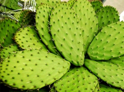 Aplican tecnología agroecológica para control de plagas en nopal