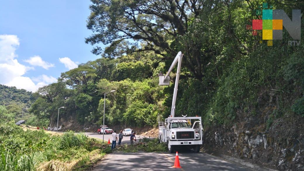 Podan árboles en carretera Ixtaczoquitlán – Cuautlapan