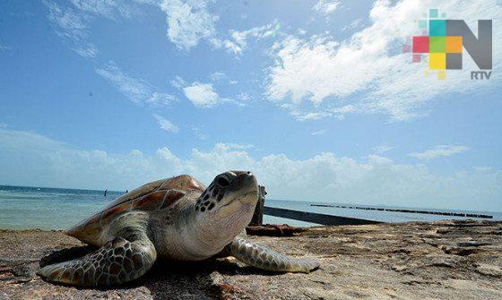 Regresa la tortuga laud a playas de El Raudal