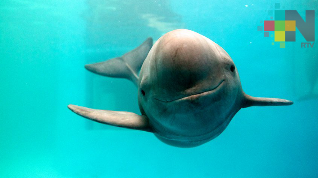 CITES reconoce resultados del Plan de Acción para proteger a la vaquita marina y a la totoaba