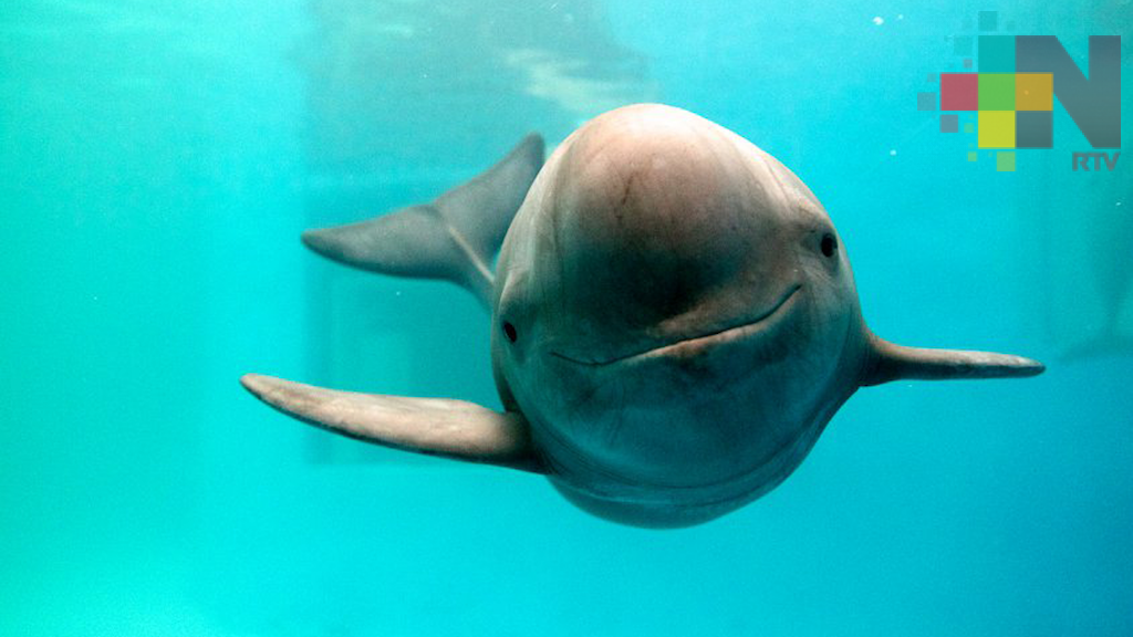 Refuerzan medidas de protección a la vaquita marina