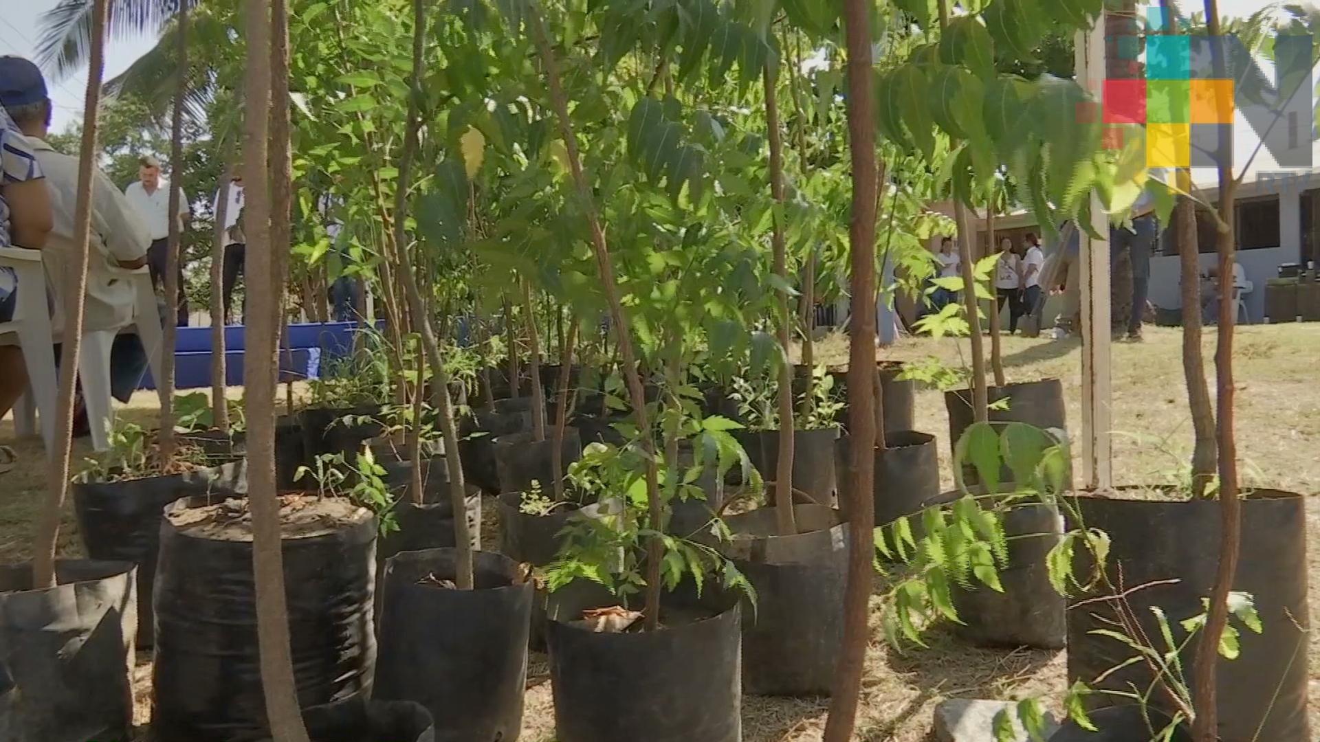 Siembran 100 árboles en Boca del Río en el marco del Día Mundial del Medio Ambiente
