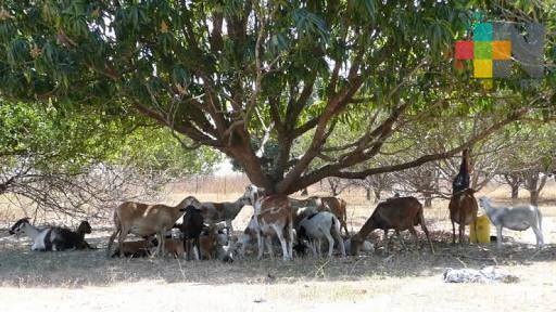 Continúa muestreo en ganado para descartar casos de tuberculosis bovina