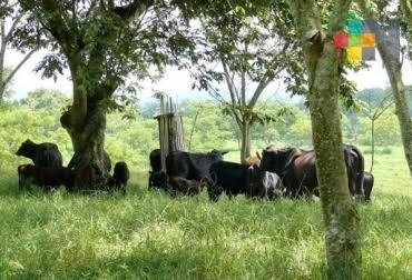 Ganado de Tierra Blanca sobrevive a las altas temperaturas por la canícula
