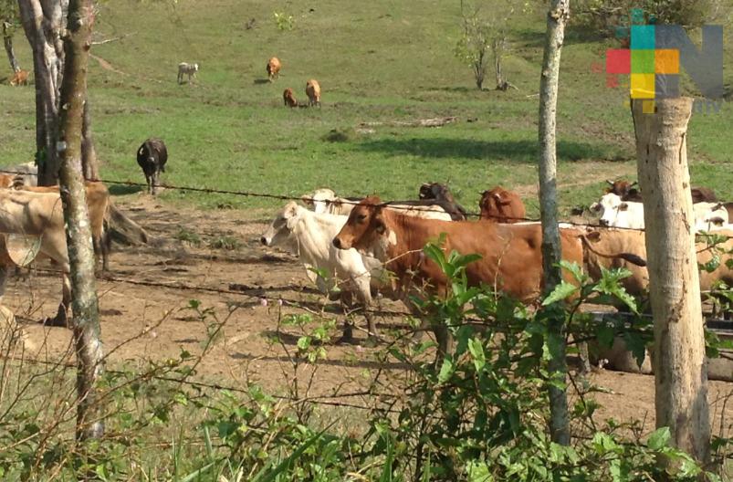 Altas temperaturas afectan a ganado del sur de Veracruz