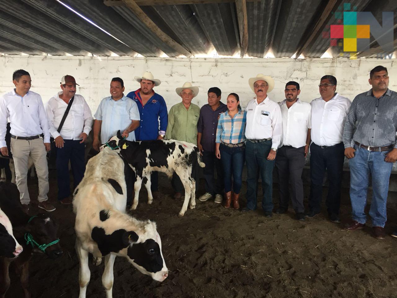 Ayuntamiento de Tierra Blanca entrega por segunda ocasión becerros de alta genética