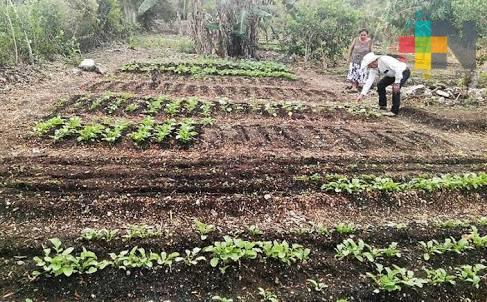 SNE capacitará a terrablanquenses en siembras de hortalizas