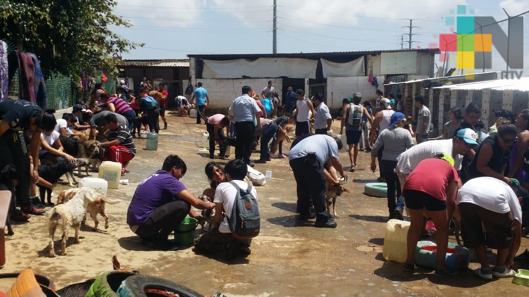 Voluntarios bañaron 400 perros en el albergue Ada Azul