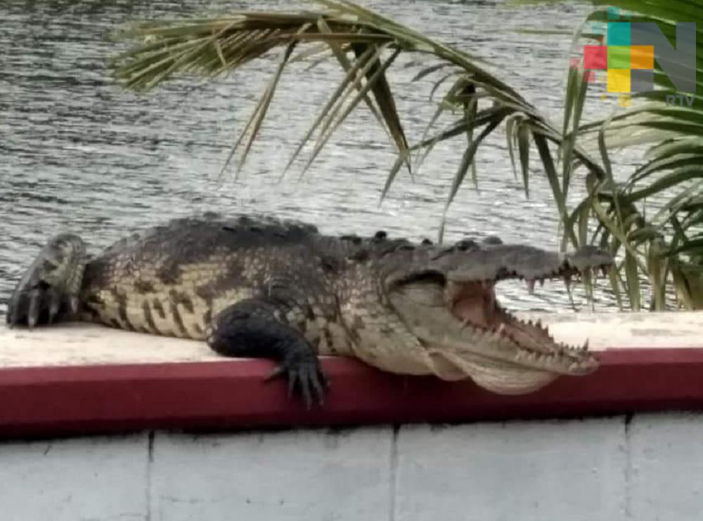 Piden medidas de precaución por cocodrilos en laguna de Coatzacoalcos
