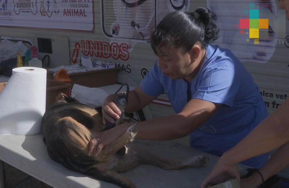 Realizan jornada de esterilización de perros en albergue “Ada Azul”