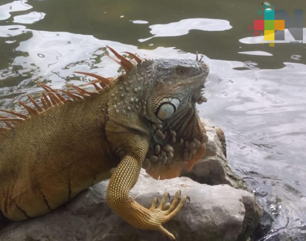 Plaga de garrapatas pone en riesgo iguanas en cautiverio en Coatzacoalcos