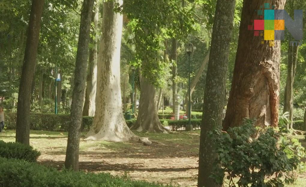 Pérdida de zonas arboladas reduce calidad de vida en las ciudades: CICY