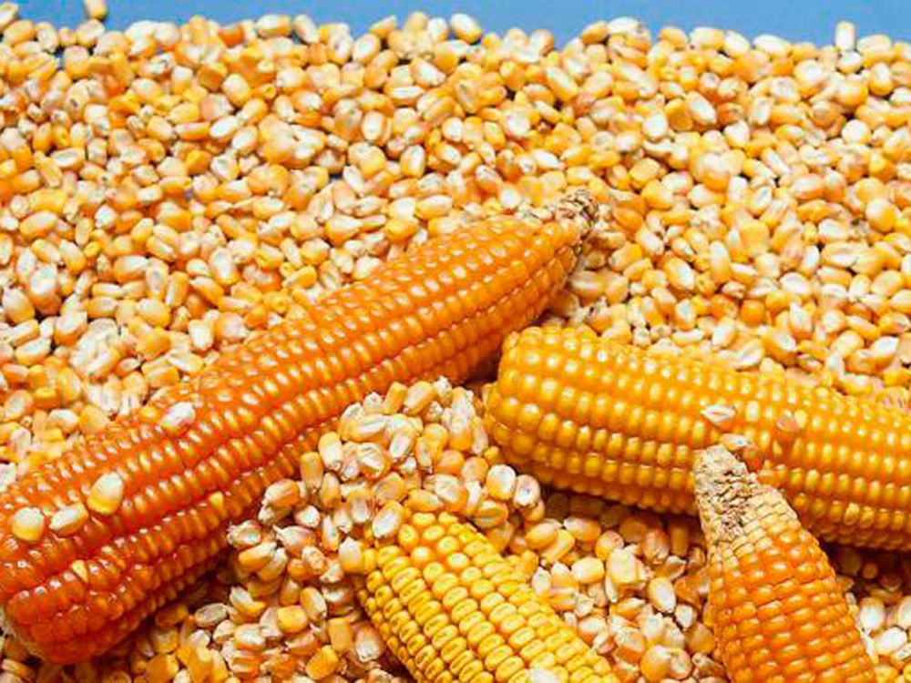 Utilizar maíz transgénico en México puede afectar diversidad de grano que se tiene: Investigadora