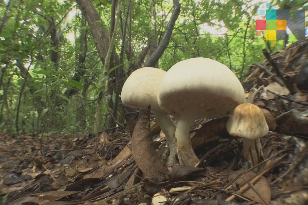 Activistas por la Paz recabarán firmas para constituir los derechos de la madre tierra